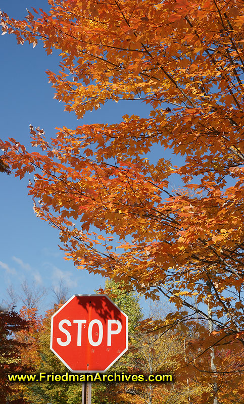 fall,leaves,color,orange,sky,blue,sky,autumn,stop sign,halt,leafs,